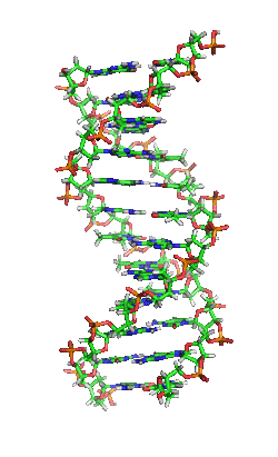 A DNA rotating gif, showing the basic double helix structure