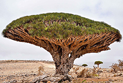 Dragon blood trees in Yemen