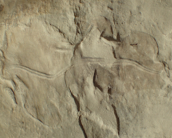 Dickensonia invertebrate fossils