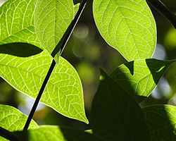 Plant leaves backlit, showing the veins in the leaves