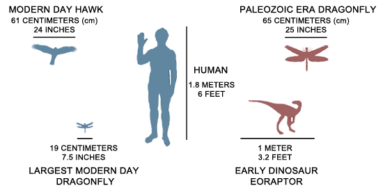 Prehistoric dragonfly size versus modern humans, hawks, and dragonflies.