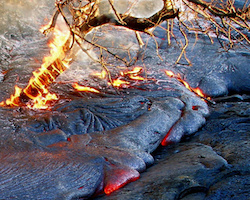 Tree on fire after being exposed to lava