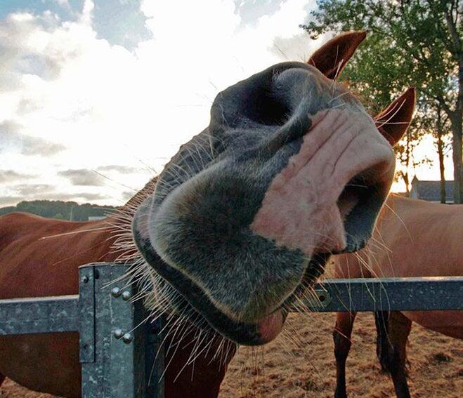 Close up picture of a horse's mouth and nose