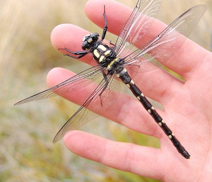 A giant mountain dragonfly on someone's hand