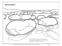 stromatolites fossils